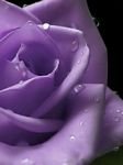 pic for Purple rose